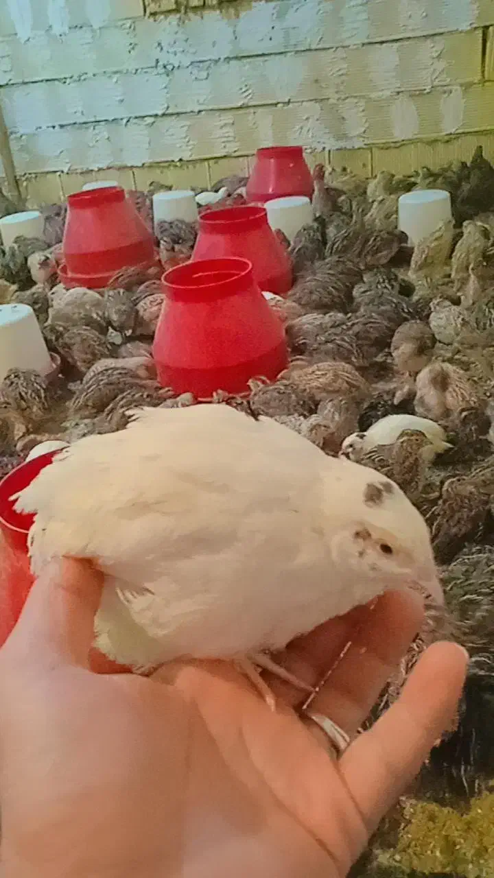 بلدرچین امیدیه|حیوانات مزرعه|امیدیه, |دیوار