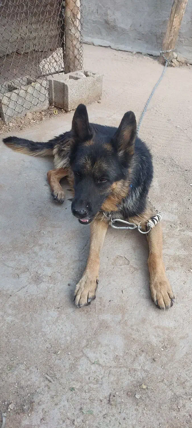 سگ ژرمن|سگ|بیدشهر, |دیوار