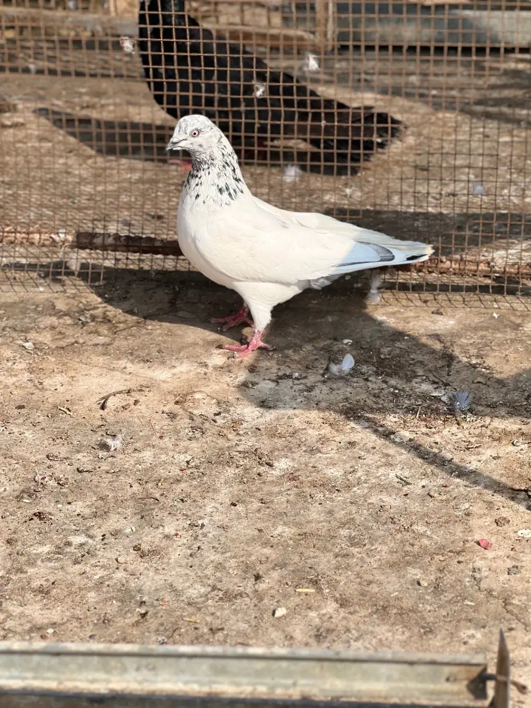 دوتا ماده شیخ|پرنده|بندر ماهشهر, |دیوار