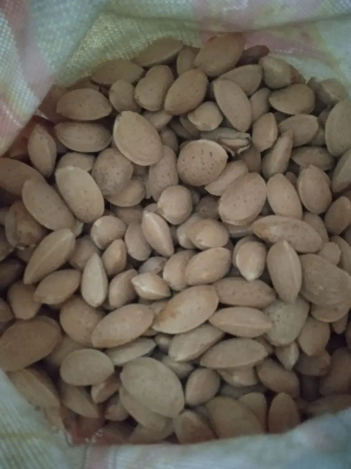 فروش بادام تلخ|عمدهفروشی|ارسنجان, |دیوار