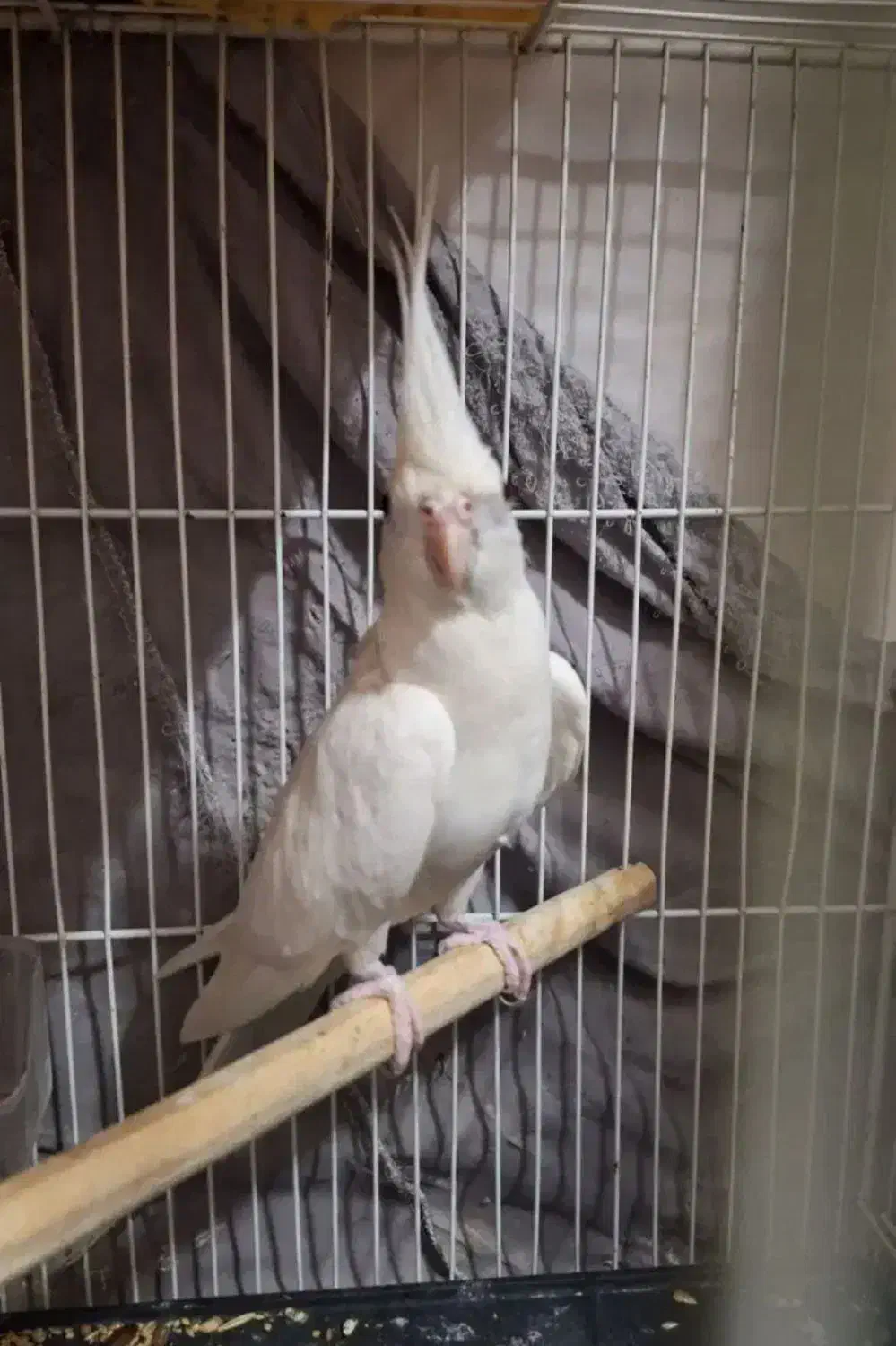 عروس هلندی نر|پرنده|سراوان, |دیوار