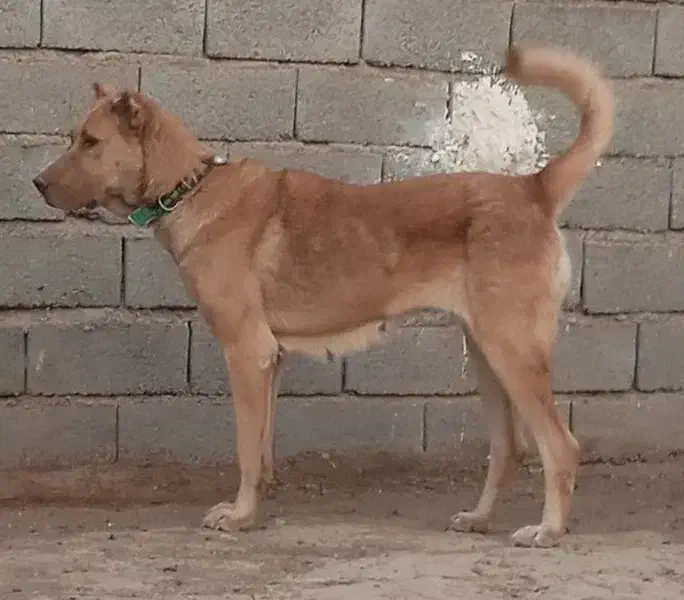 ماده سرابی|سگ|تهران, شهرک صادقیه|دیوار