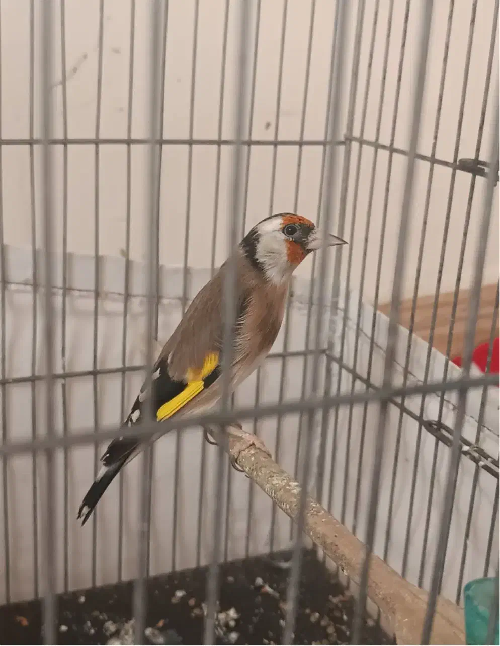 جوجه سهره خلخال ( به شرط)|پرنده|قزوین, |دیوار