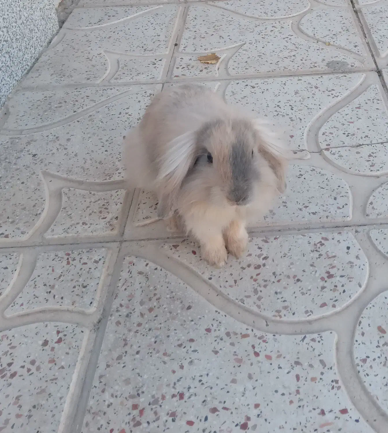 خرگوش لوپ|موش و خرگوش|قهدریجان, |دیوار