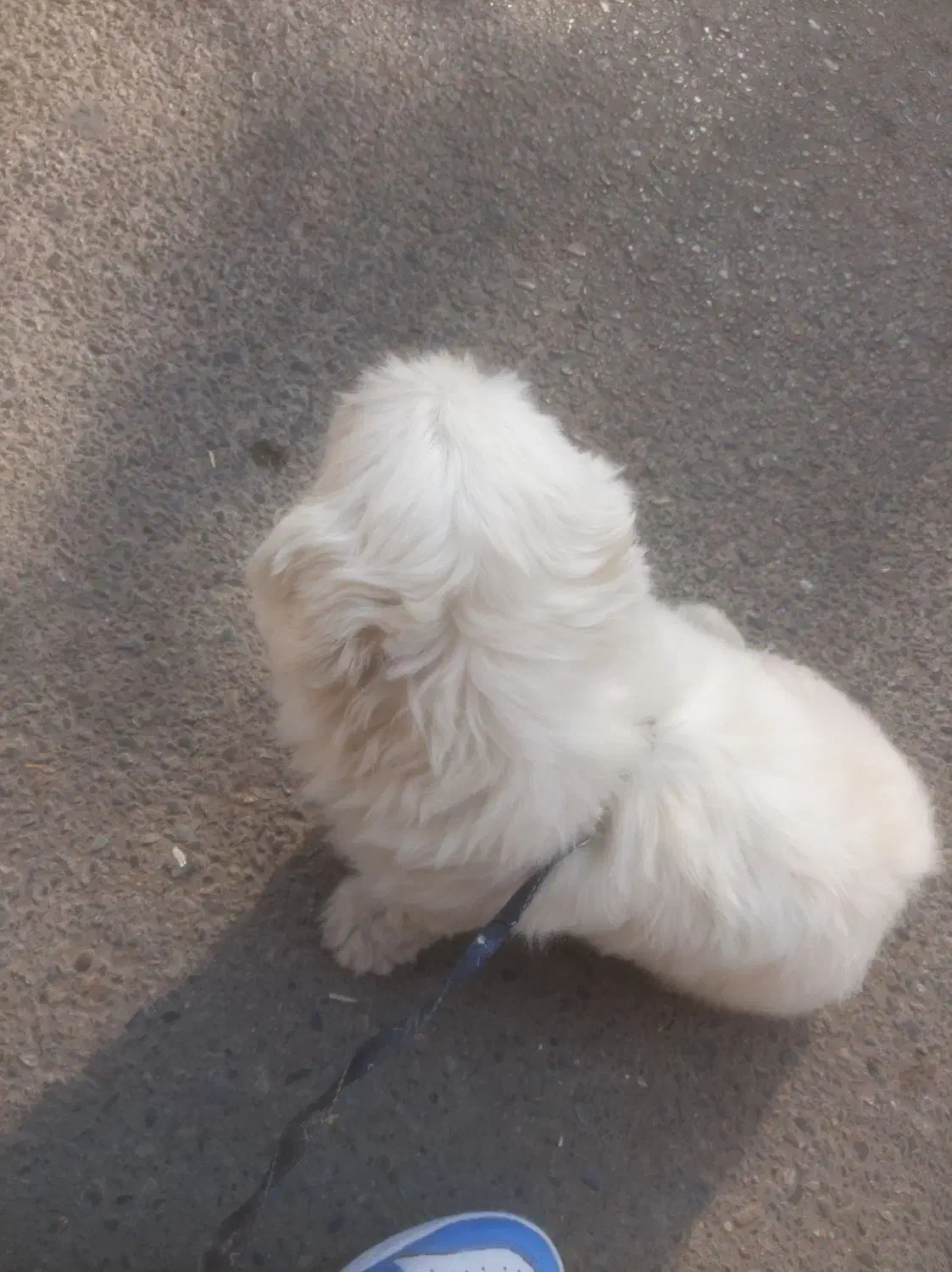 سگ ماده خوشگل|سگ|هشتگرد, شهرک بعثت|دیوار