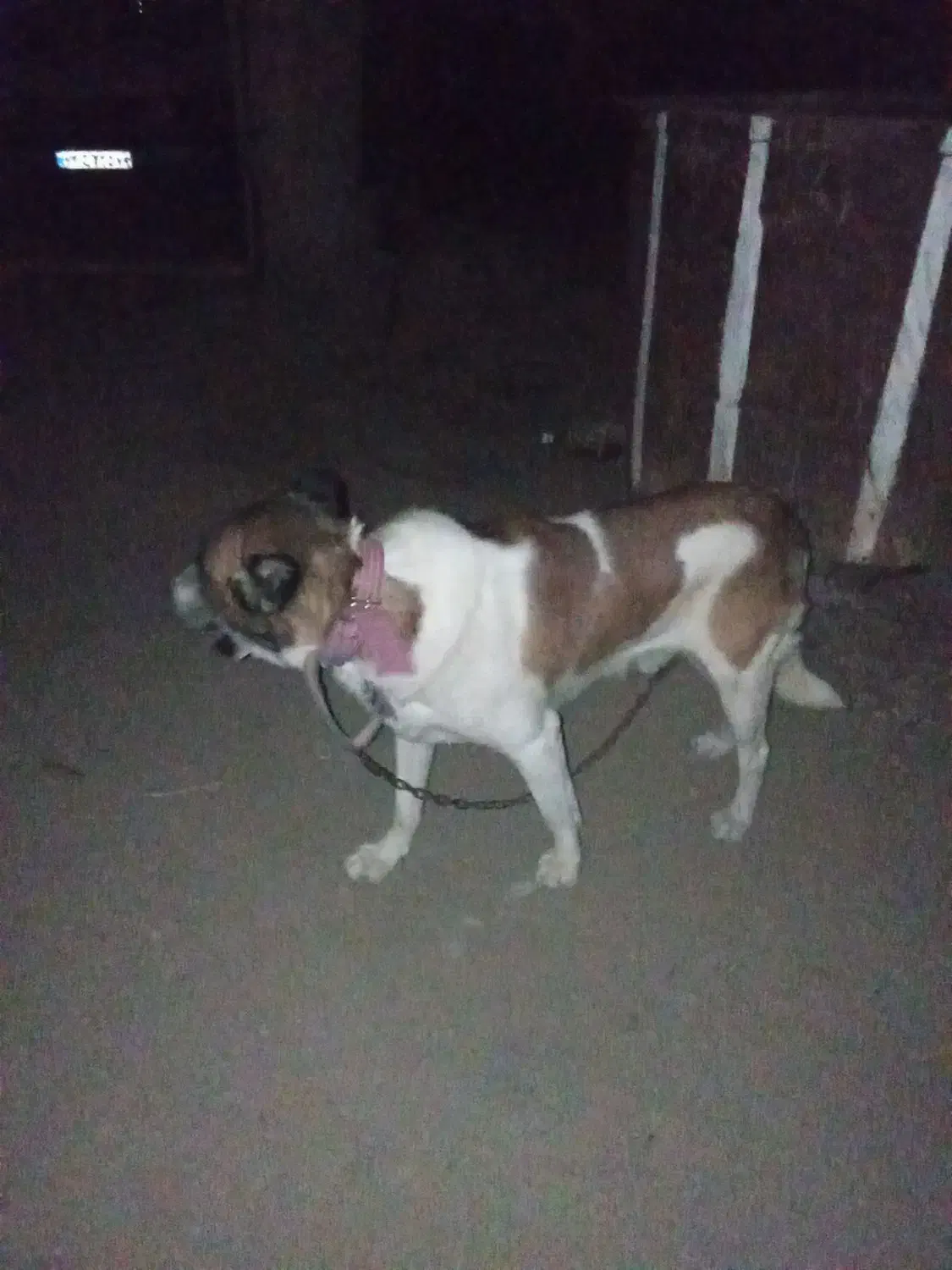 سگ سرابی|سگ|اقبالیه, |دیوار