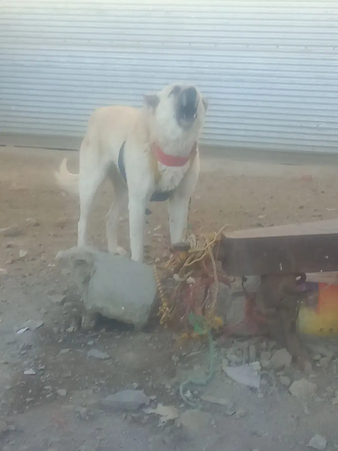 یک قلاده سگ|سگ|اسدآباد, |دیوار