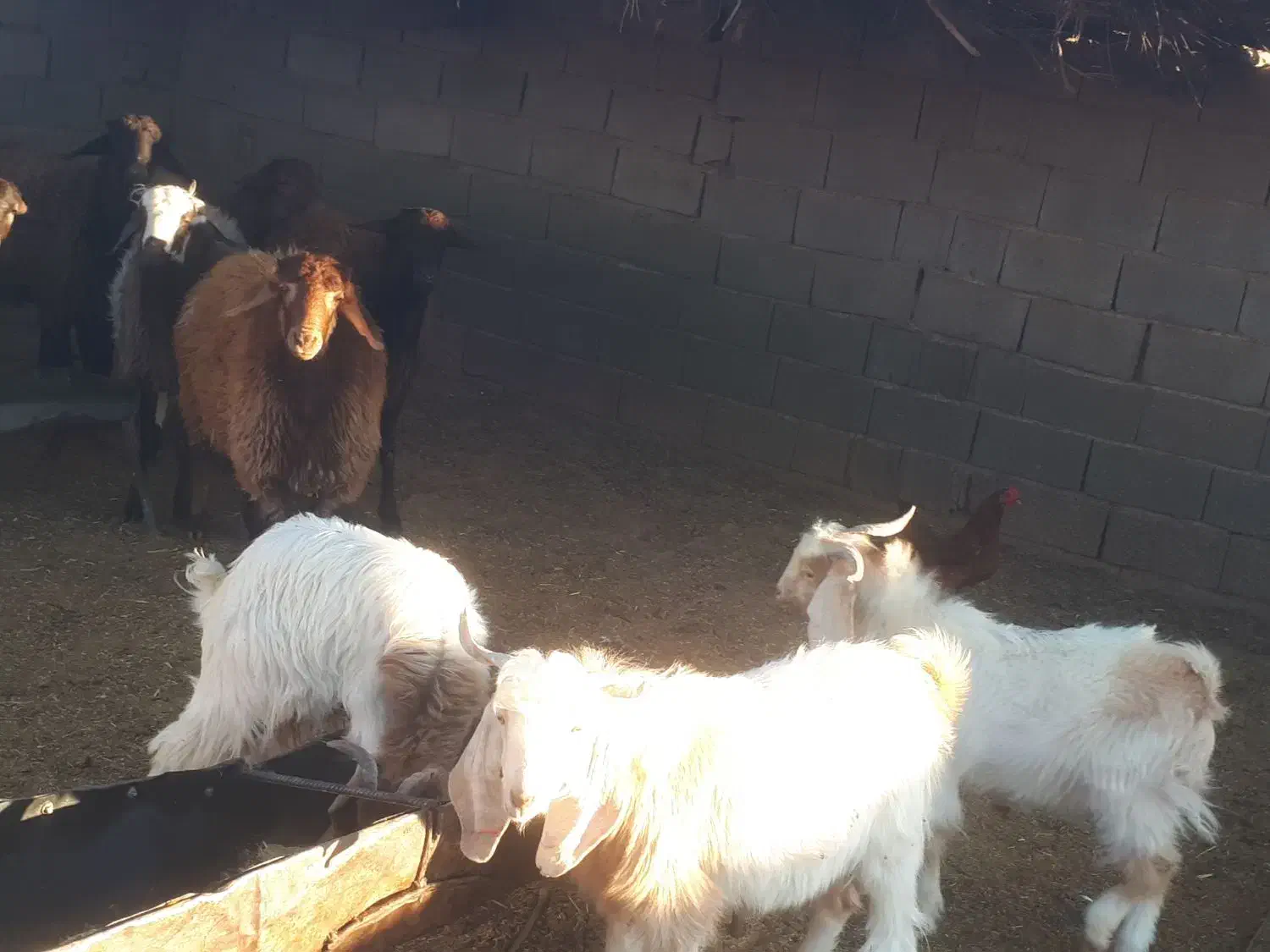 میش جوان چاق بزغاله|حیوانات مزرعه|اسفراین, |دیوار