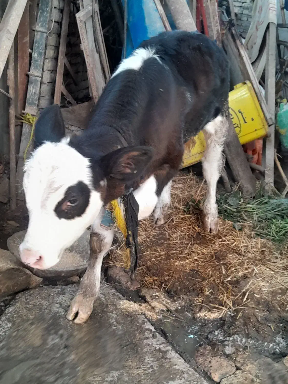 گوساله هلشتاین نر|حیوانات مزرعه|گرگان, |دیوار