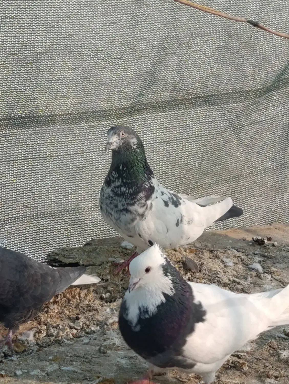 کفتر|پرنده|بومهن, |دیوار