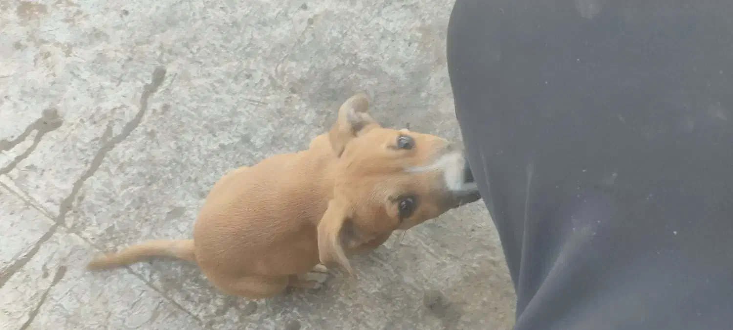 توله سگ پیتبول|سگ|قزوین, |دیوار