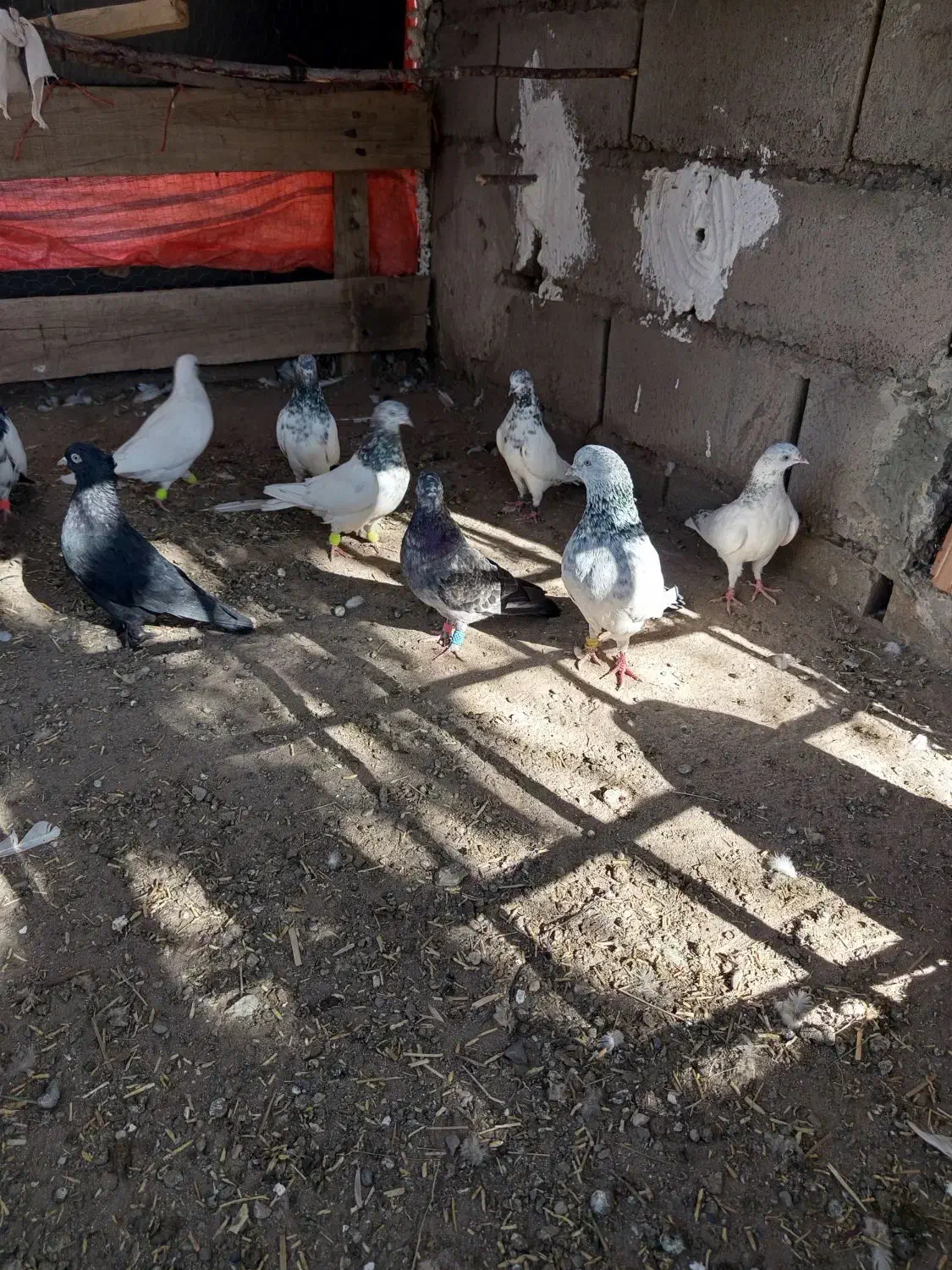 کبوتر بازیکن|پرنده|گنبکی, |دیوار