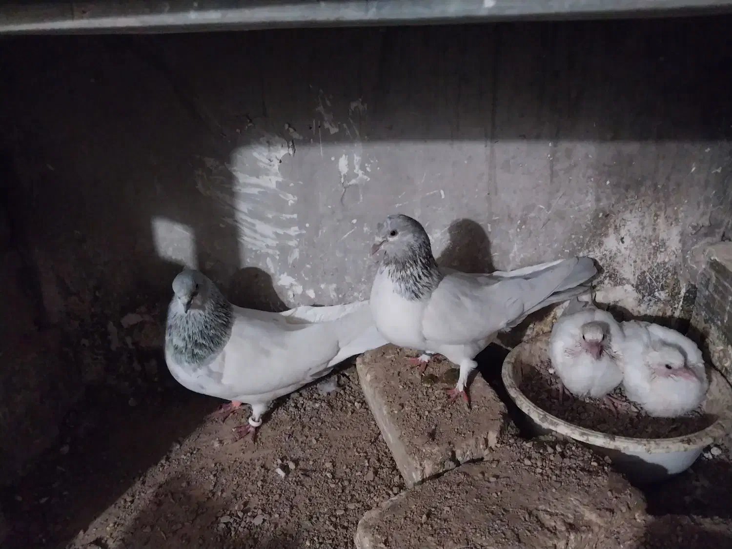 کبوتر کله پیس|پرنده|مهدی شهر, |دیوار