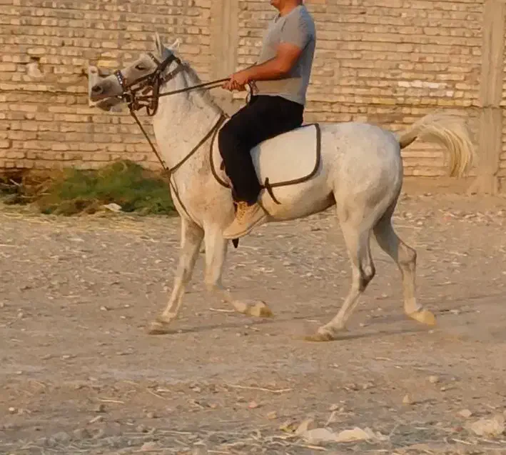 فروش اسب|اسب و تجهیزات اسبسواری|فسا, |دیوار