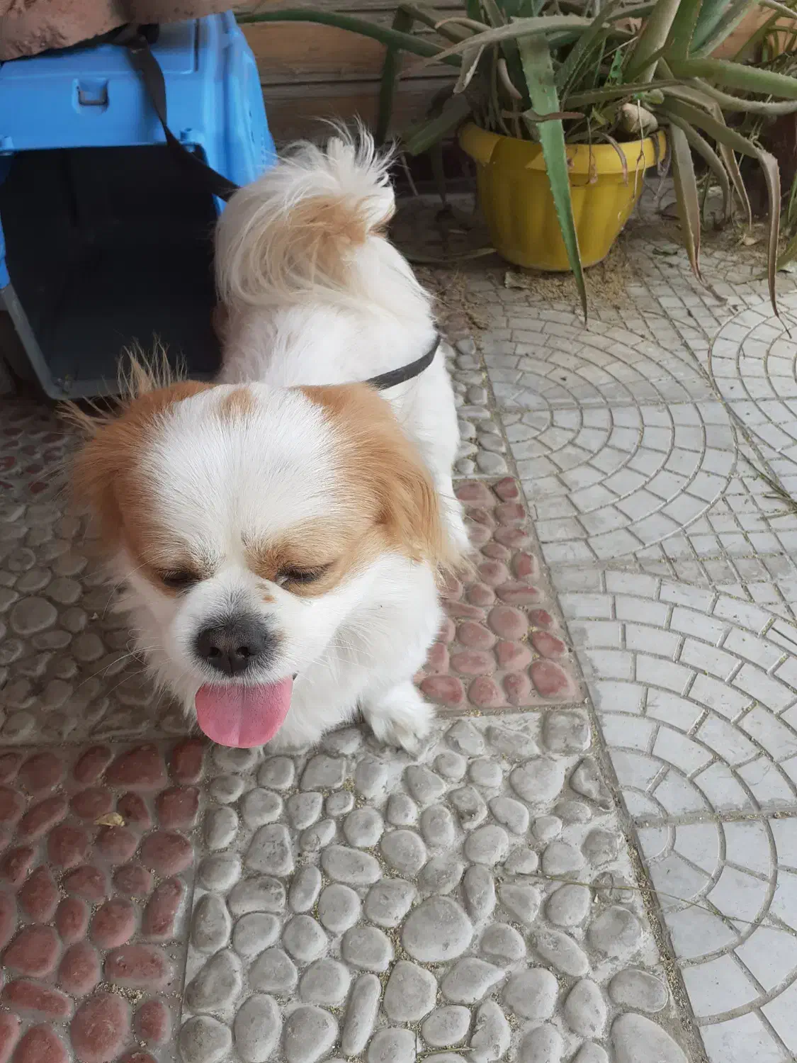 گم شدن سگ پا کوتاه.جایزه ۵ میلیون|حیوانات|نکا, |دیوار