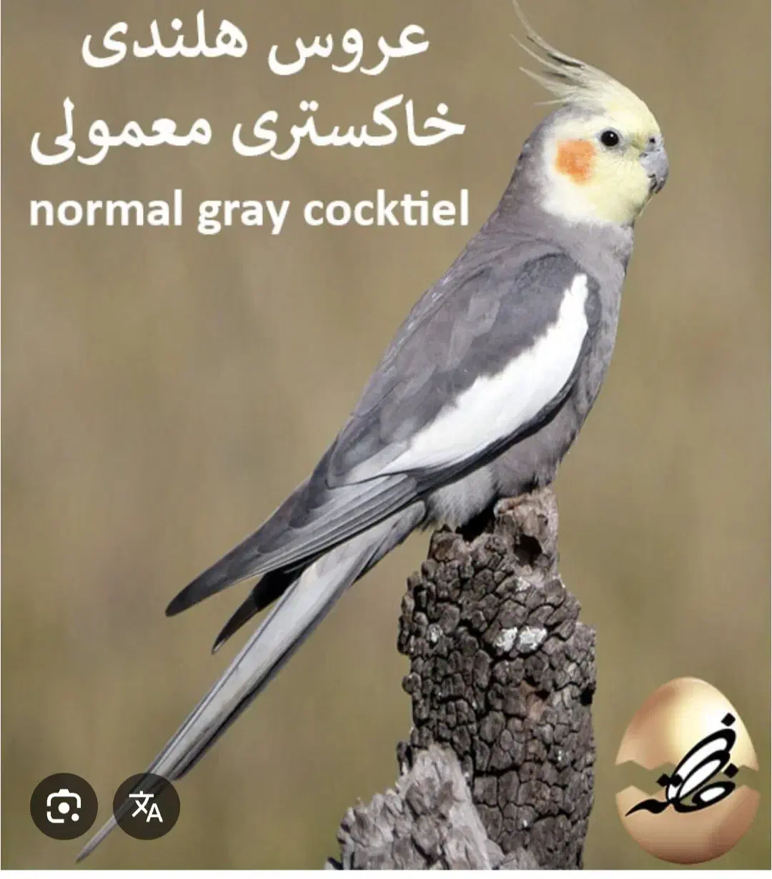 گمشده|حیوانات|بروجن, |دیوار