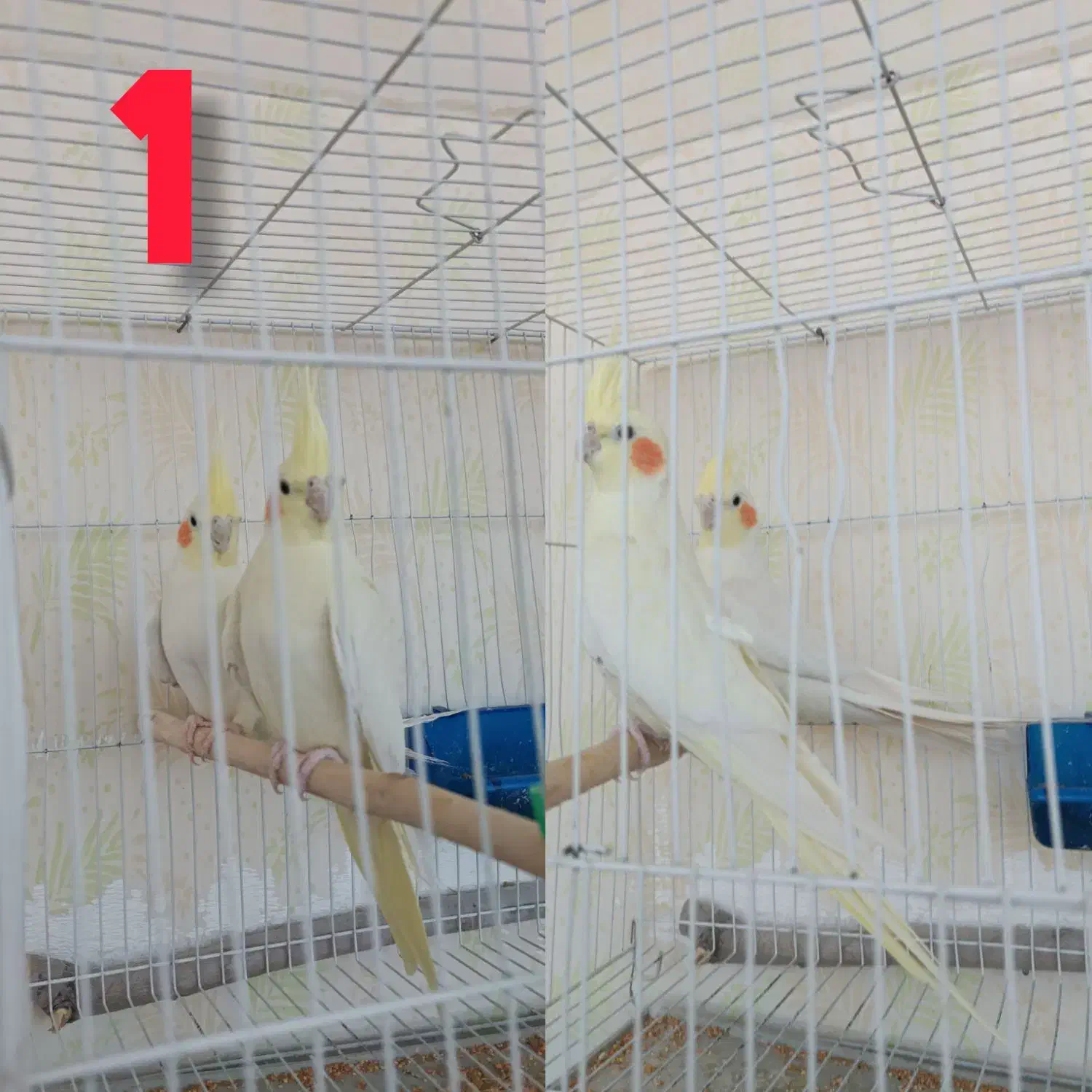 چندین جفت عروس هلندی فروشی|پرنده|تربت‌حیدریه, شهرک ولیعصر|دیوار