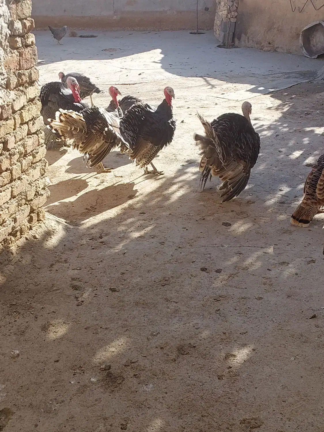 بوقلمون|حیوانات مزرعه|ازنا, |دیوار