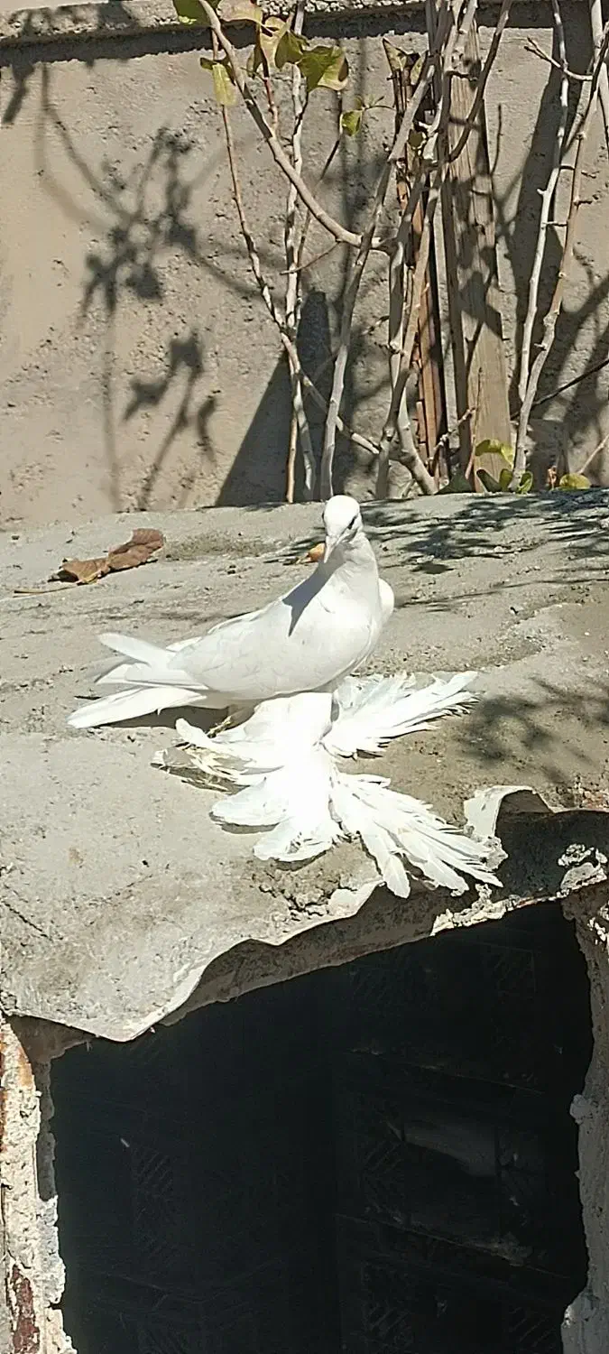 کبوتر پاپر آغ|پرنده|عجب شیر, |دیوار