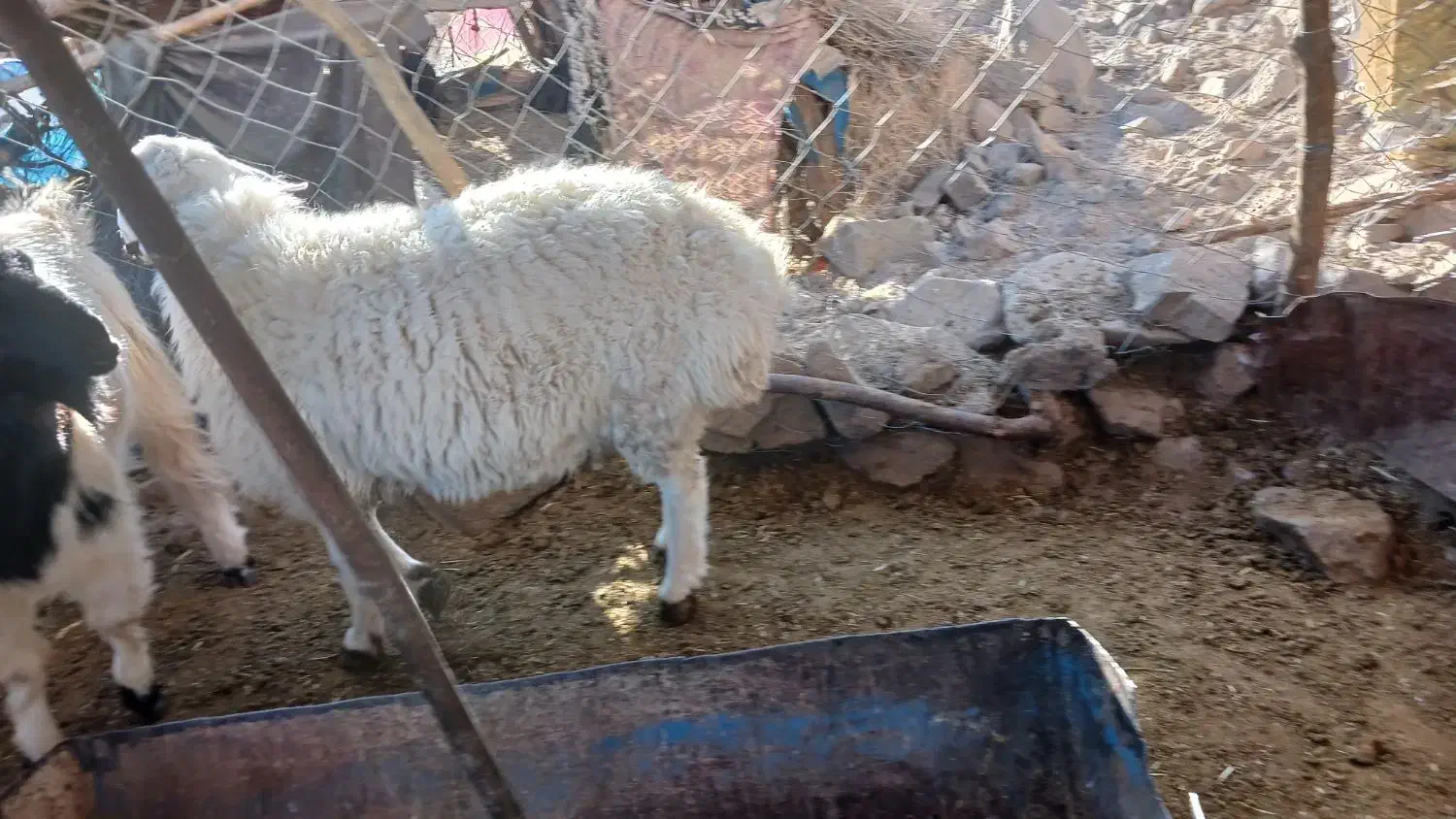 بره بزغاله گوسفند|حیوانات مزرعه|بیرجند, |دیوار