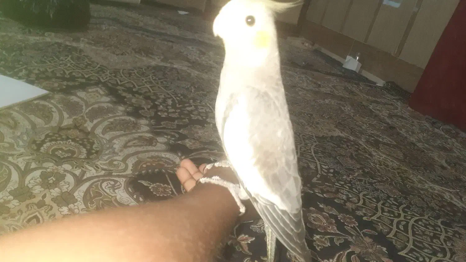 دوتا عروس هلندی گمشده|پرنده|بندرعباس, |دیوار