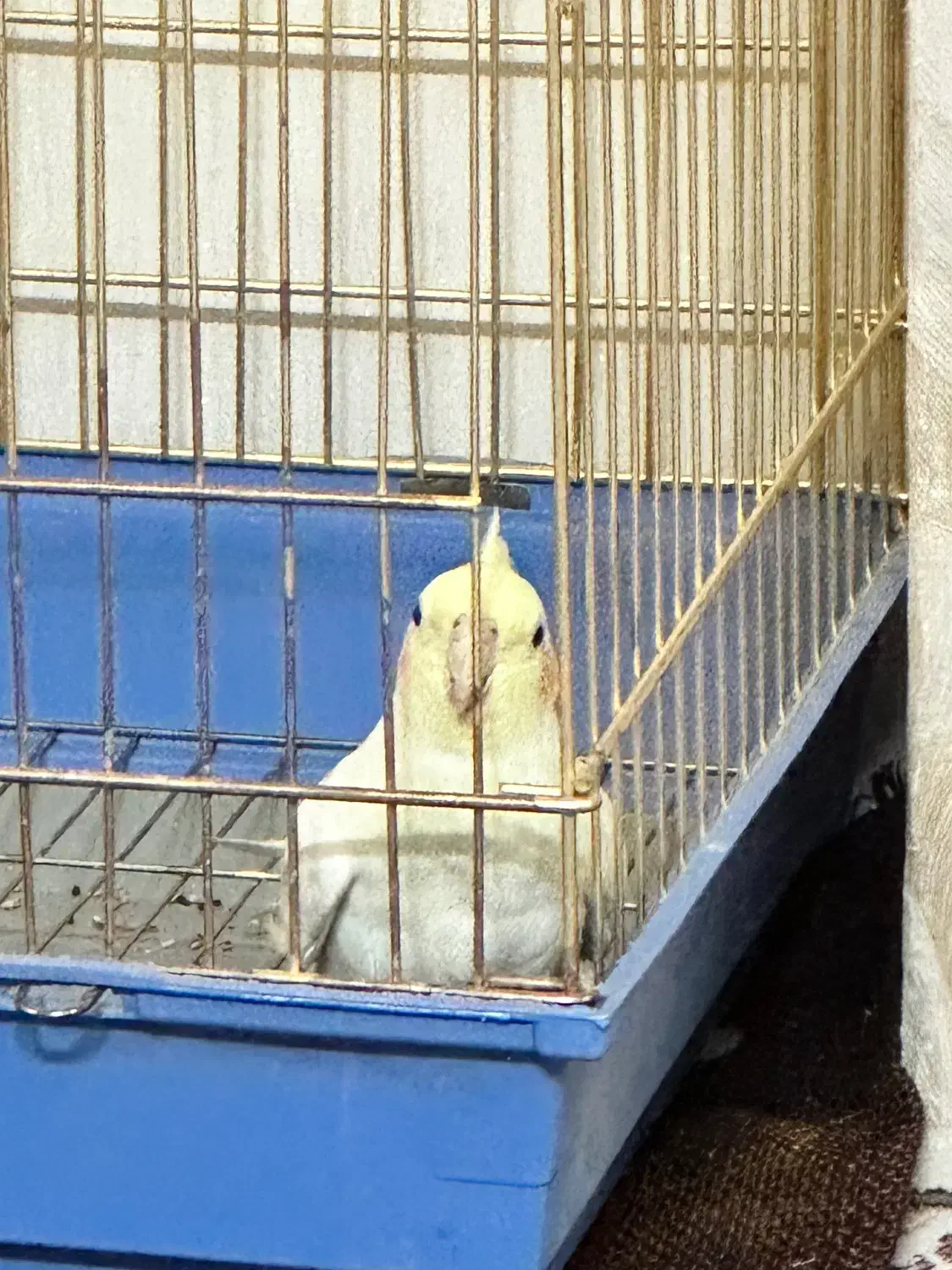 واگذاری عروس هلندی|پرنده|ری, دولت‌آباد|دیوار