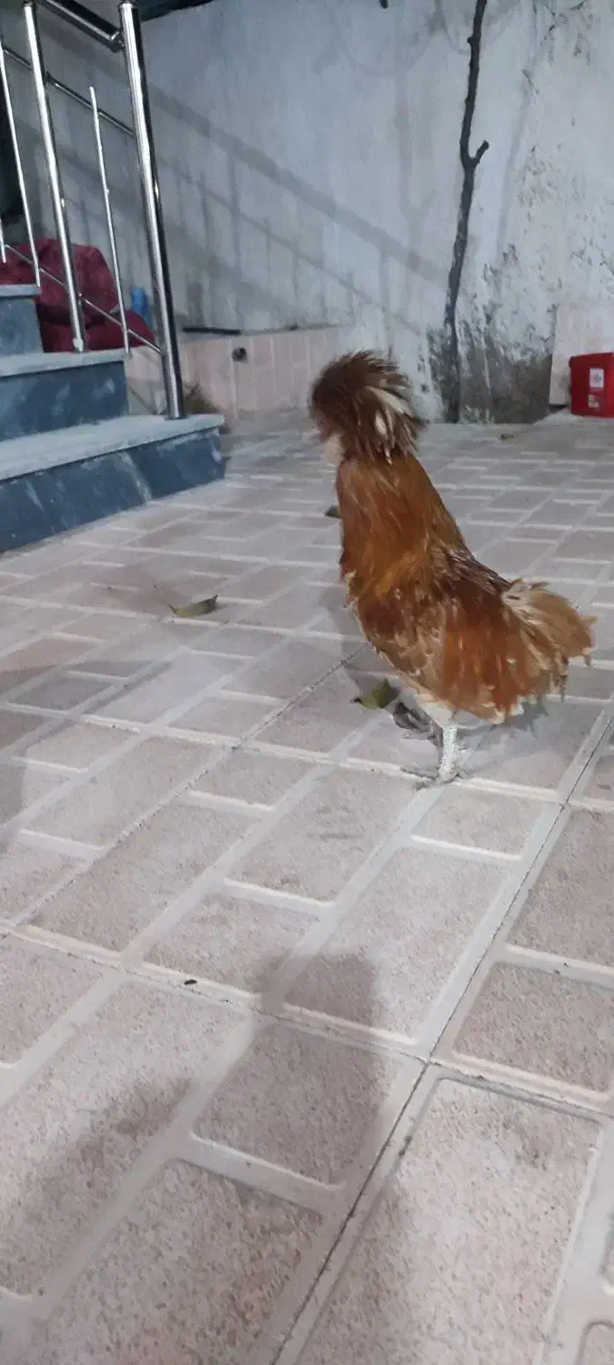 خروس زینتی|حیوانات مزرعه|ثمرین, |دیوار