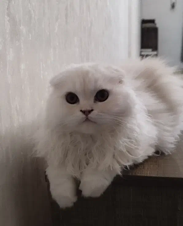 توله گربه اسکاتیش و بریتیش|گربه|تهران, صد دستگاه|دیوار