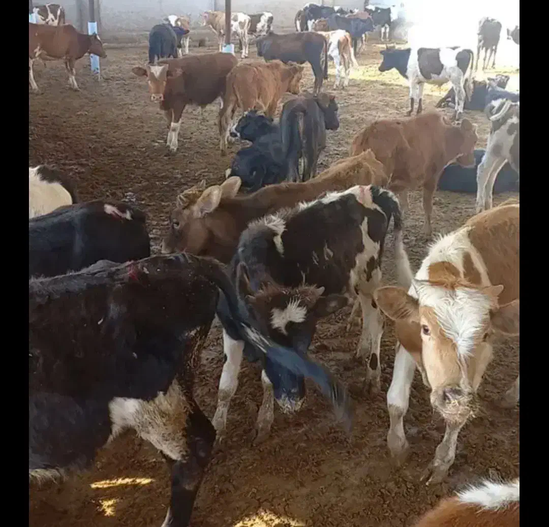 فروش گوساله های پرواری دورگ وگیلکی|حیوانات مزرعه|گمیشان, |دیوار