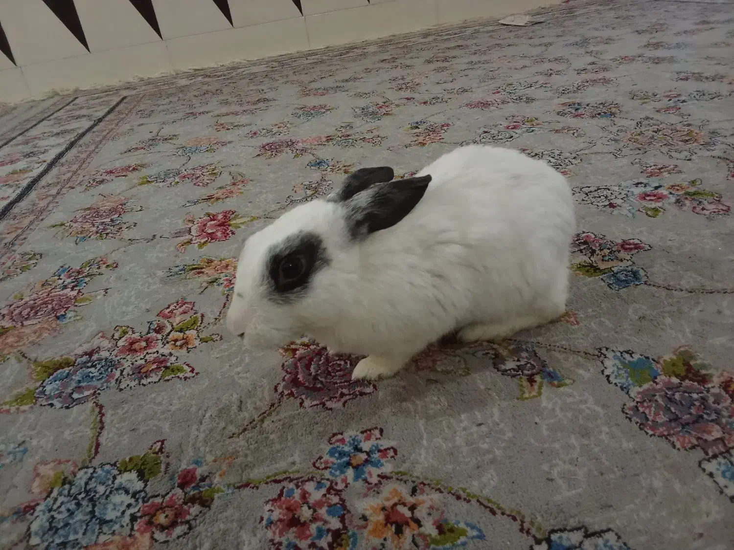 خرگوش|موش و خرگوش|دزفول, |دیوار