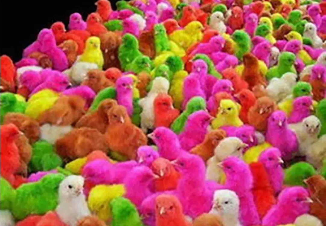 انواع جوجه طیور|حیوانات مزرعه|اصفهان, دنارت|دیوار