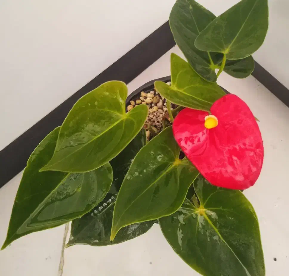 گل کلکسیونی نایاب|کلکسیون و سرگرمی|بروجرد, |دیوار