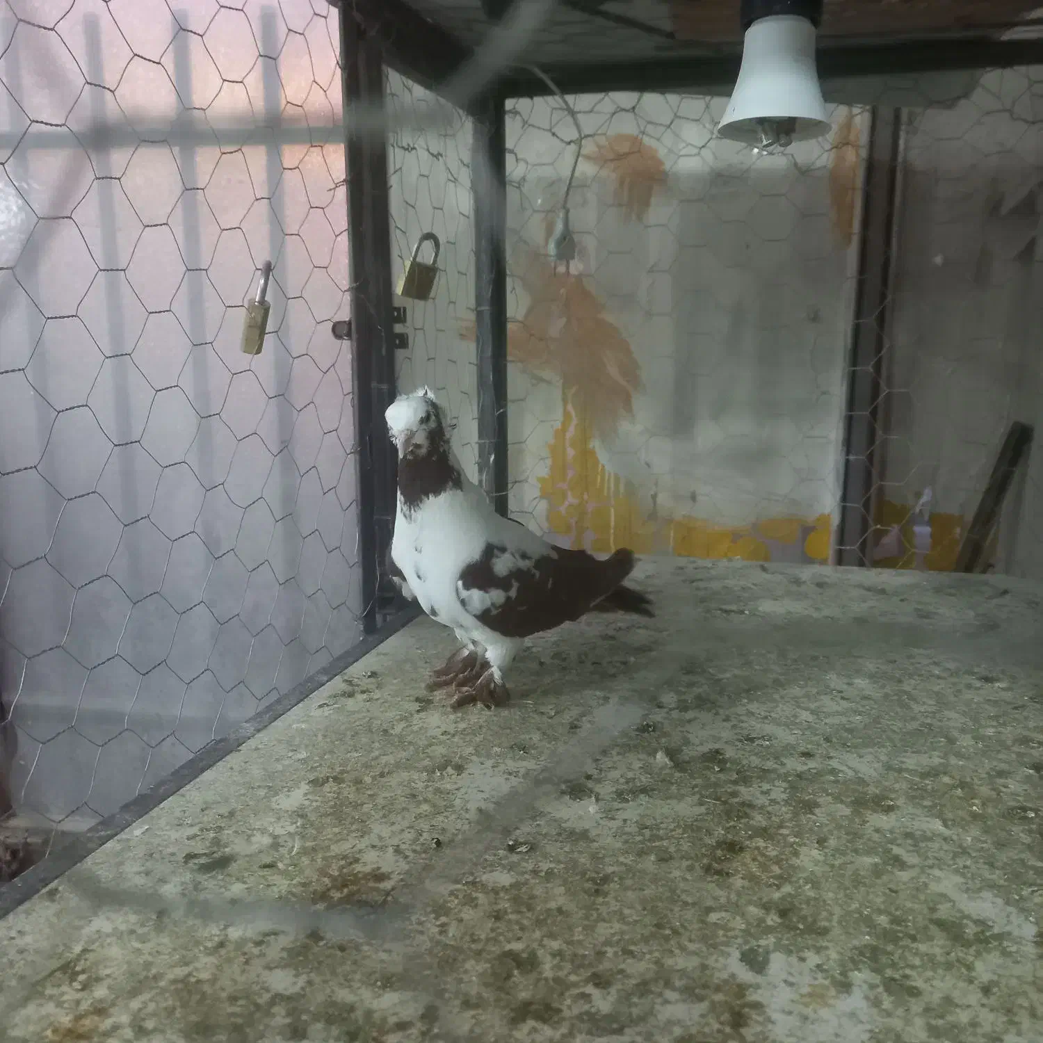 ۵۰۰تومن|پرنده|محمدیه-قزوین, |دیوار