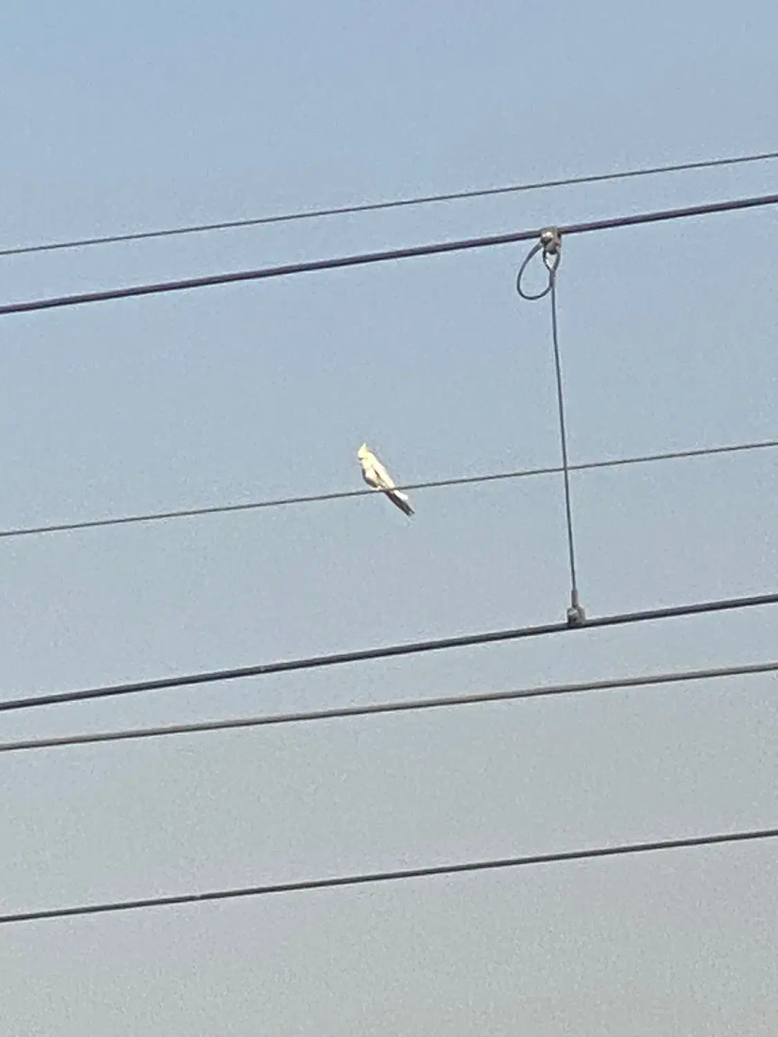 گمشده|حیوانات|محمدشهر, محمدشهر|دیوار