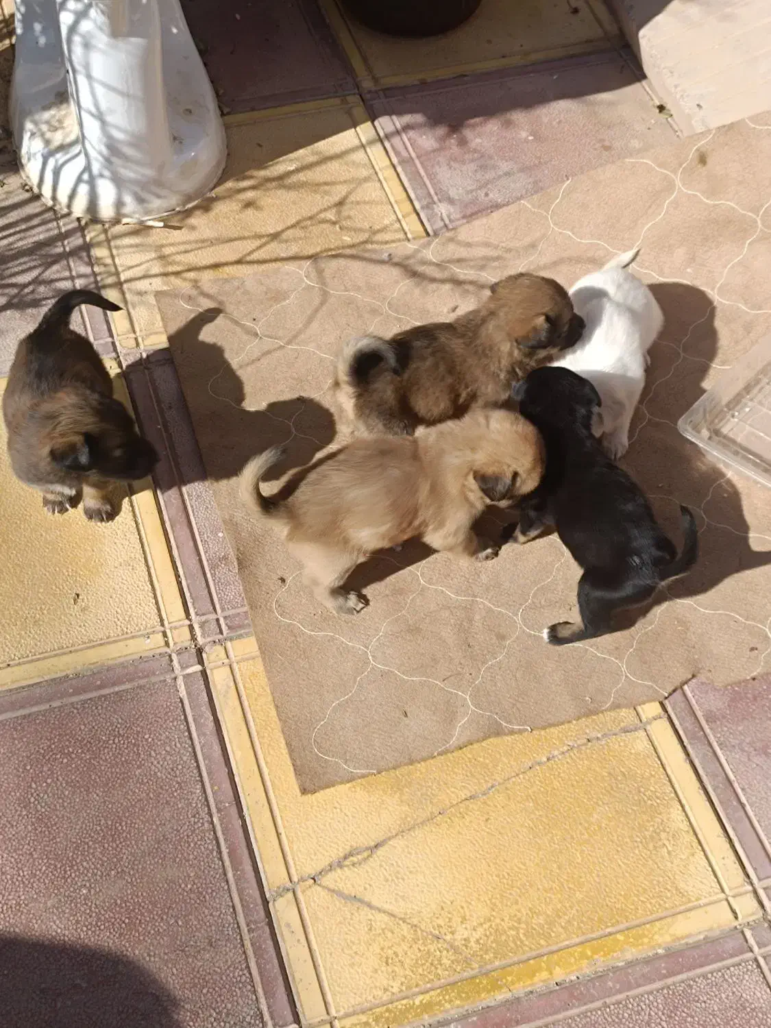 سگ پاکوتاه|سگ|عطاملک, |دیوار