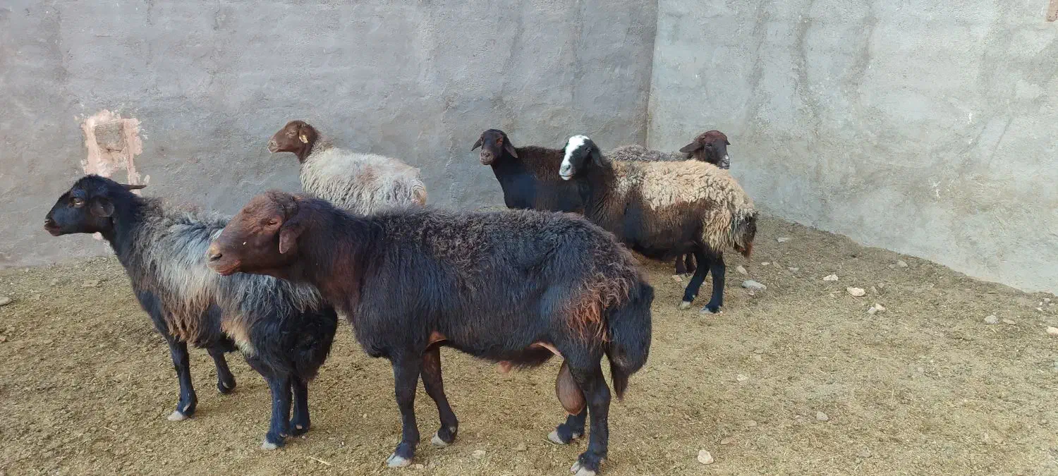 میش|حیوانات مزرعه|سبزوار, کاشفی شمالی (دادگستری)|دیوار