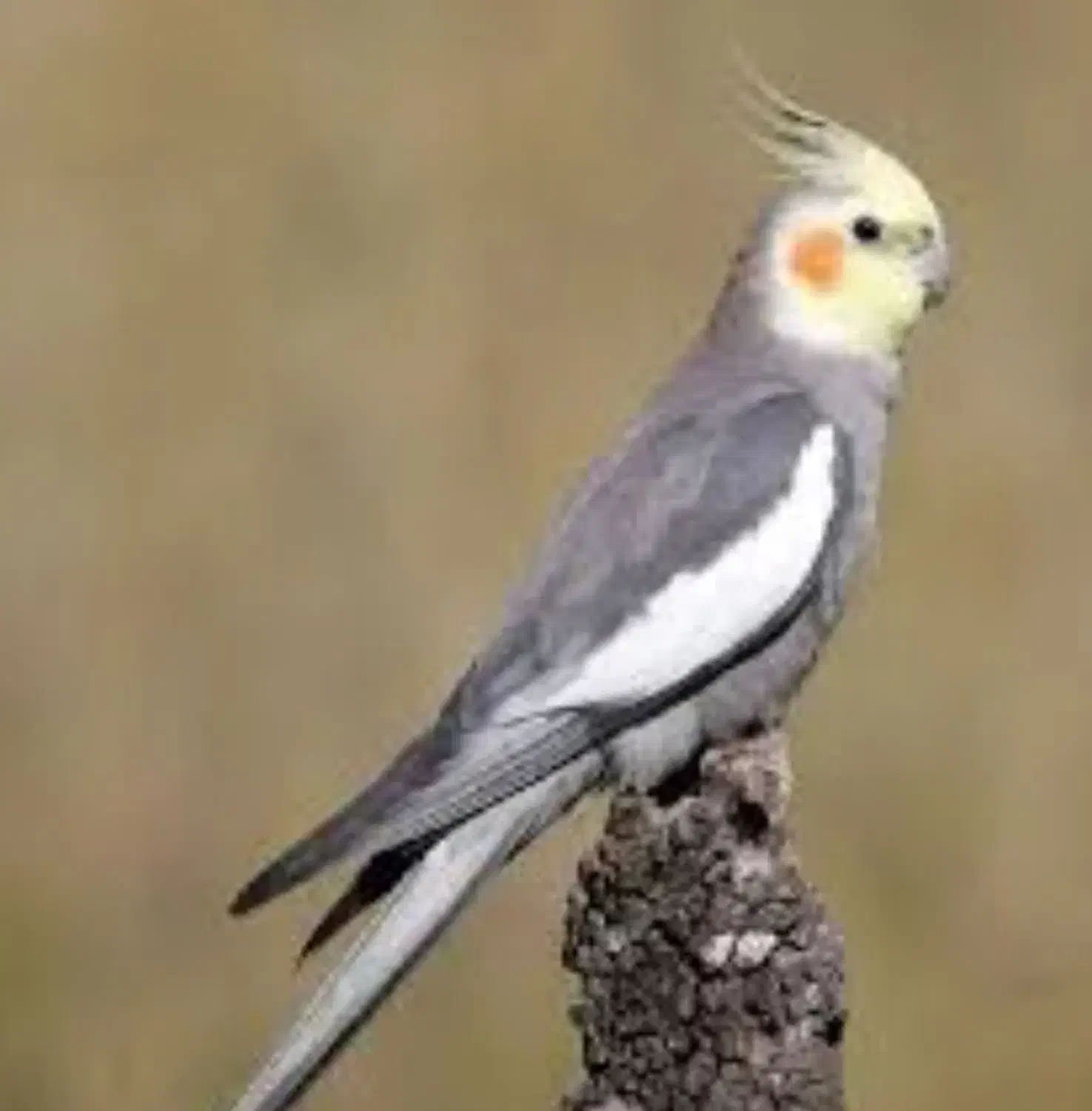 عروس هلندی گمشده|حیوانات|کرج, کرج نو|دیوار