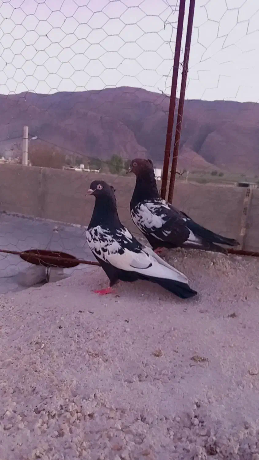 سینه سیاه|پرنده|داراب, |دیوار