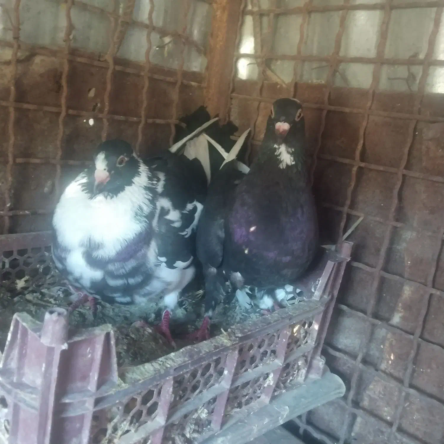 حیوانات|پرنده|ارزوئیه, |دیوار