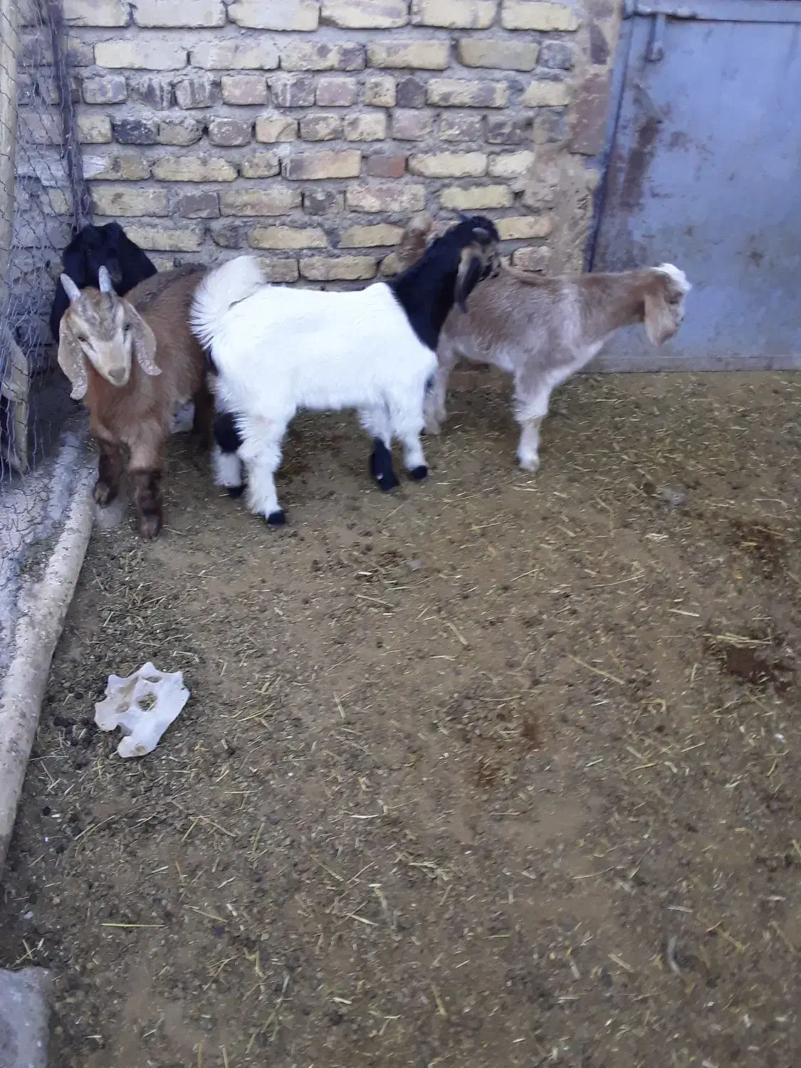 بره شیری وبزغاله|حیوانات مزرعه|قره چای, |دیوار