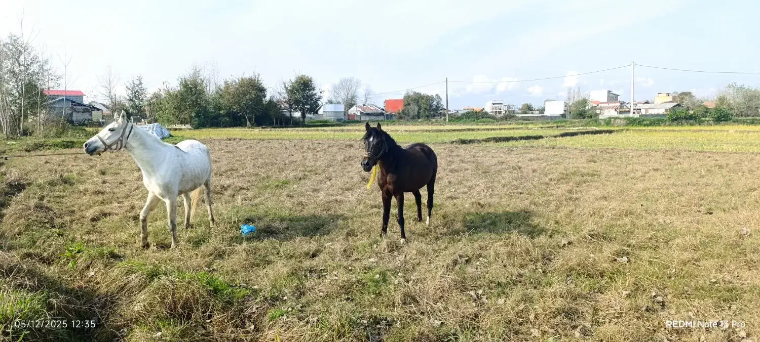 این اسب دزدیده شده|حیوانات|آستانه اشرفیه, |دیوار