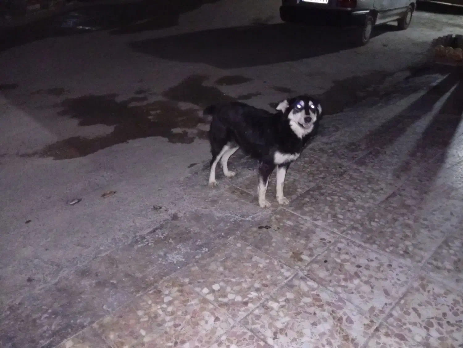 سگَ|حیوانات|خرم‌آباد, |دیوار