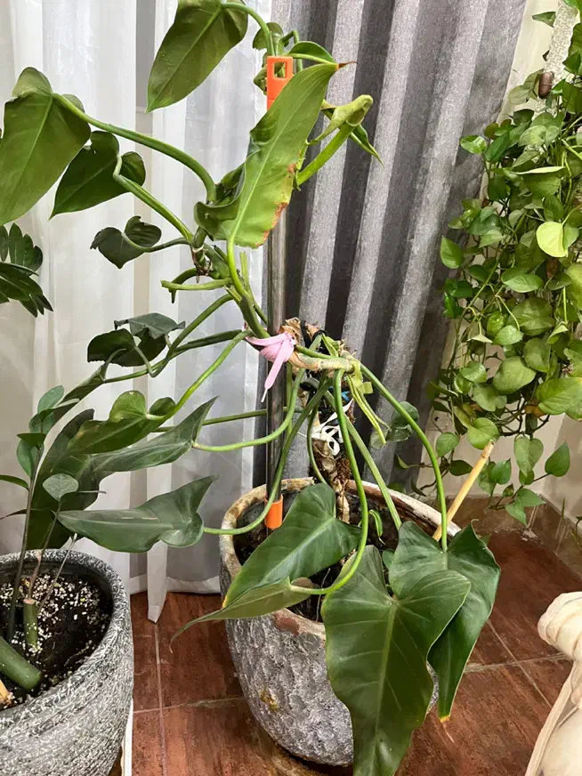 گلدون گوش فیلی یا فیلو دنرون بزرگ|گل و گیاه طبیعی|خرمآباد, |دیوار