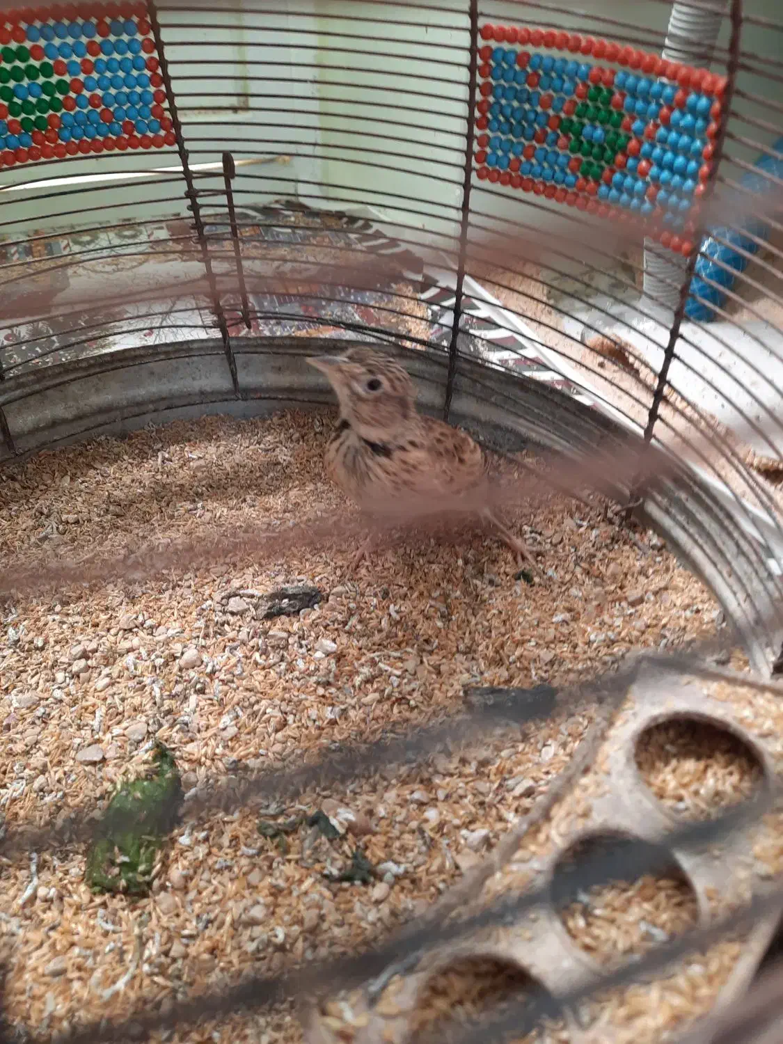 فروش|پرنده|خورموج, |دیوار