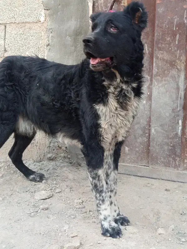 سگ قدرجونی|سگ|ابریشم, |دیوار