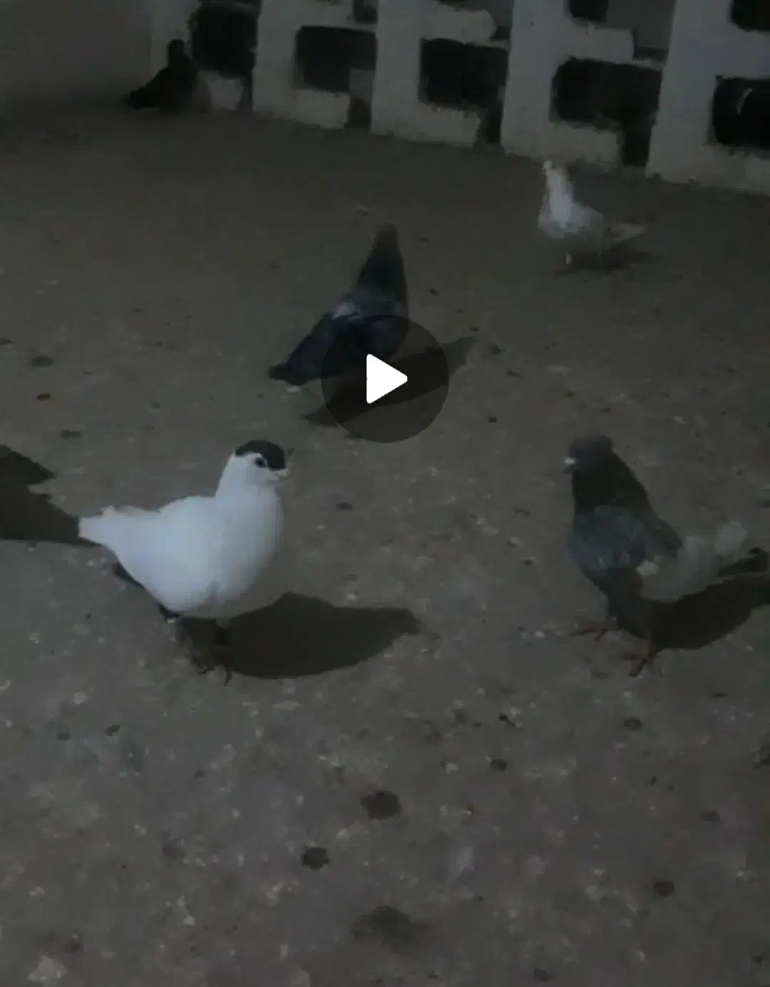 کبوترگمشده|حیوانات|آمل, |دیوار