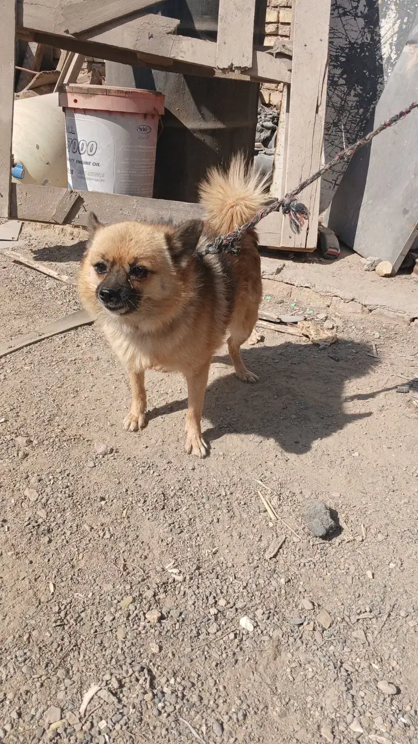 واگذاری سگ پاپی نژاددار|سگ|برخوار, |دیوار