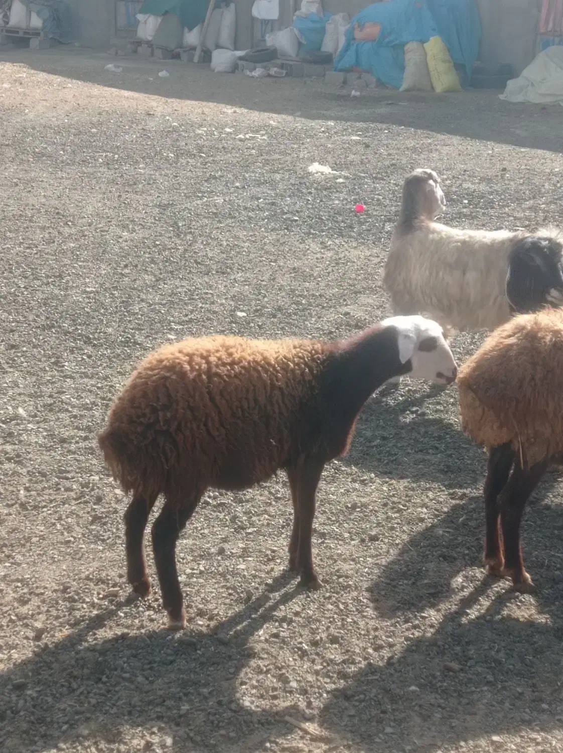 بره ماده نازار عتیقه|حیوانات مزرعه|صحنه, |دیوار