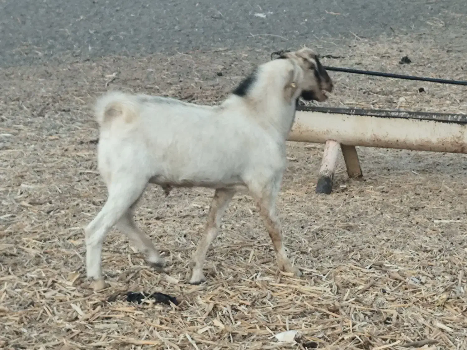 چپشت فروشی|حیوانات مزرعه|منوجان, |دیوار