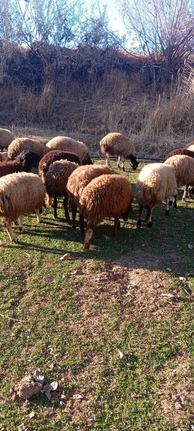 بره نر وماده|حیوانات مزرعه|سنندج, |دیوار